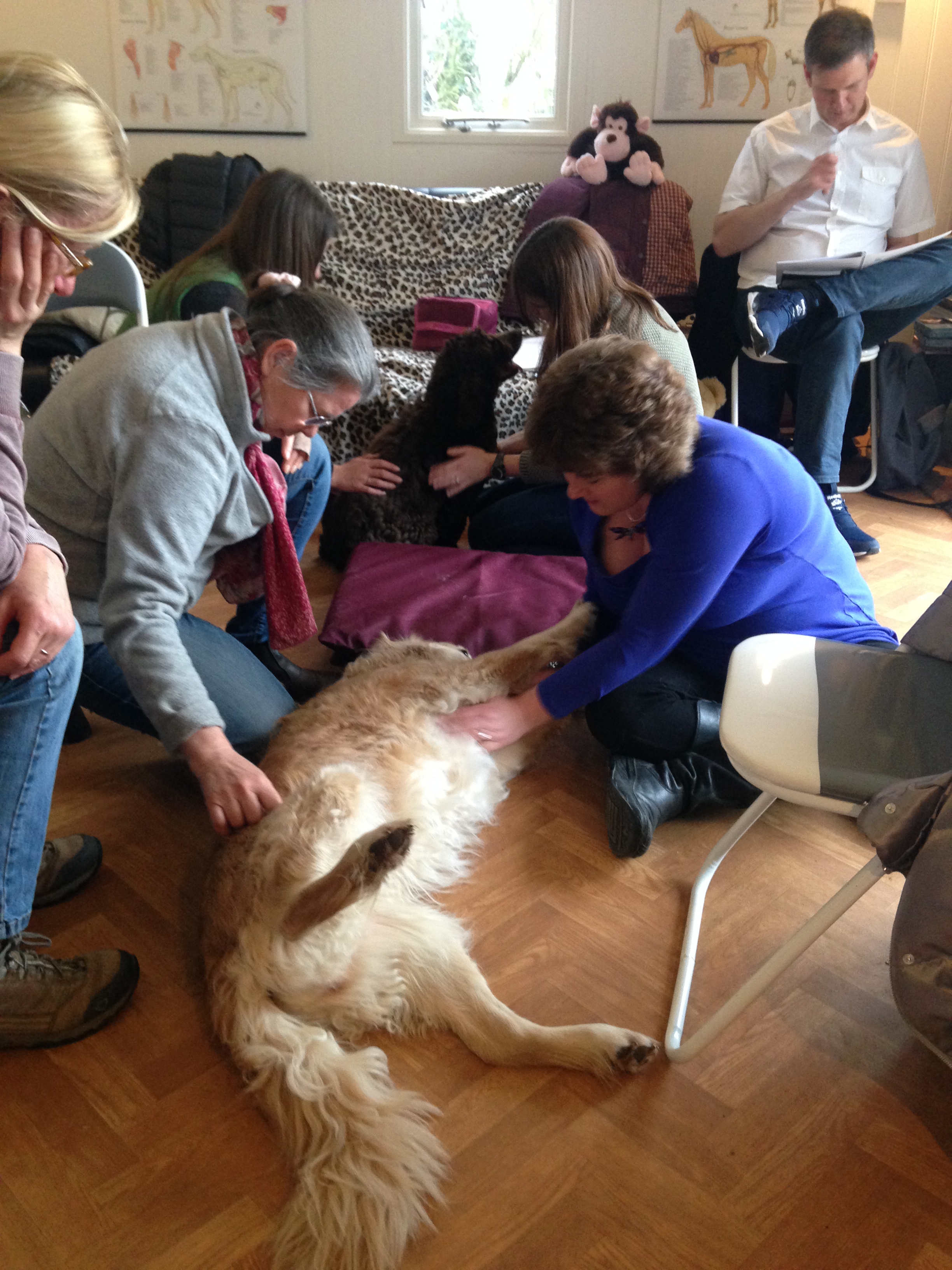 reiki for dogs Rose Therapy